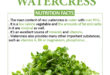 Watercress Calories and Nutrition Facts