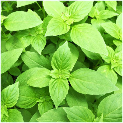 Anti-inflammatory foods and holy basil leaves for PCOS
