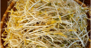 Benefits Of Bean Sprouts