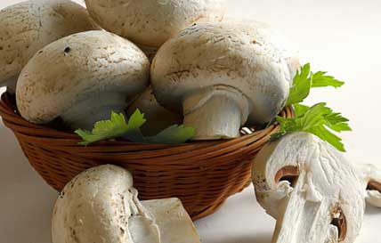 agaricus or mushroom