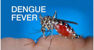 What is Dengue Fever