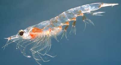 Krill is found in the colder regions of oceans