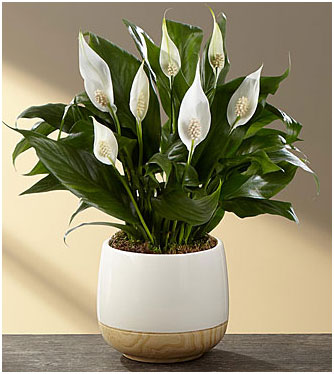 Peace lily Air Filtering Plant