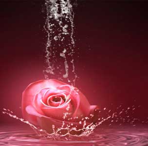 Rose water
