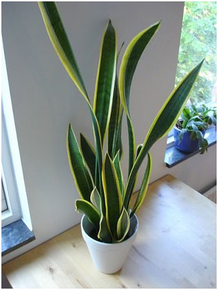 Snake Plant Air Filtering Plant