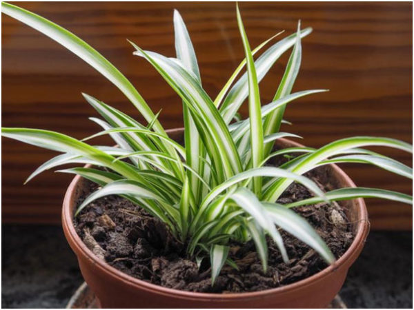 Spider Plant Air Filtering Plant
