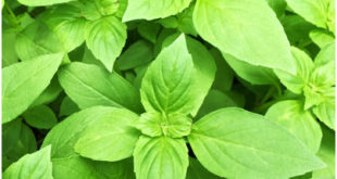 Anti-inflammatory foods and holy basil leaves for PCOS